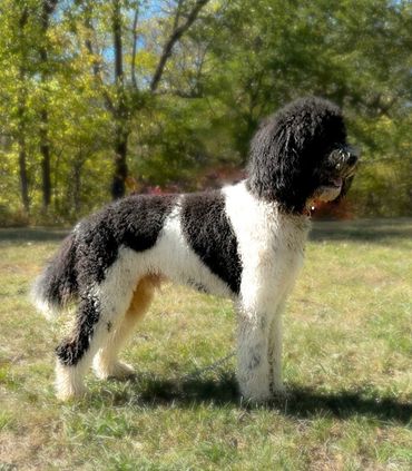 Poodle dad of our golden mountain doodles golden Bernedoodles and Goldendoodles 