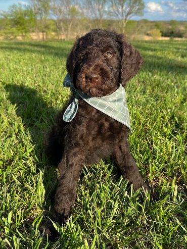 Goldendoodle puppy golden doodle 