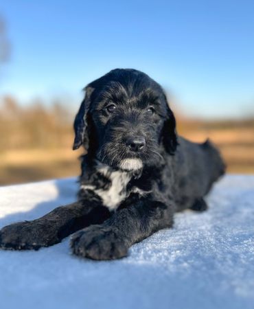 Golden mountain doodle golden bernedoodle puppy 