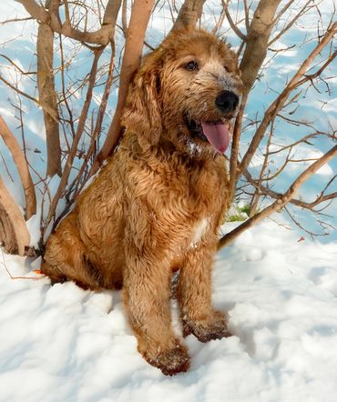 A happy, muddy puppy sitting in the snow near leafless bushes.