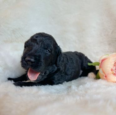 Goldendoodle puppy golden doodle 