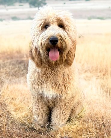 Goldendoodle 
