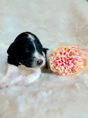 Goldendoodle puppy golden doodle 