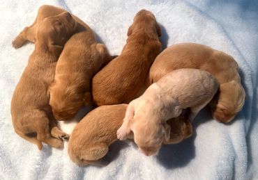 Goldendoodles goldendoodle Golden doodle puppies 