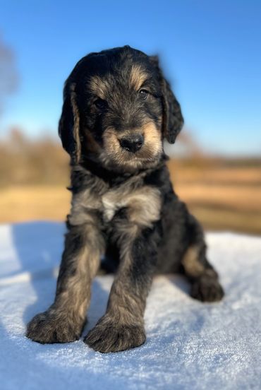 Golden mountain doodle golden bernedoodle puppy 