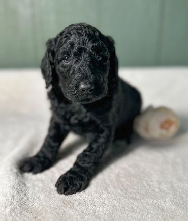 Goldendoodle puppy golden doodle 