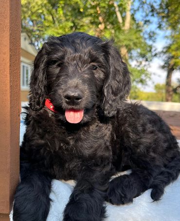 Female Goldendoodle