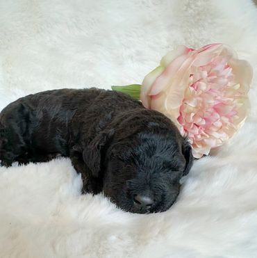 Goldendoodle puppy golden doodle 