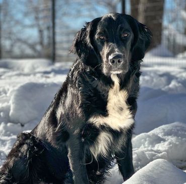 Golden mountain dog