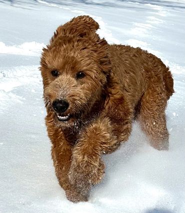 Goldendoodle 