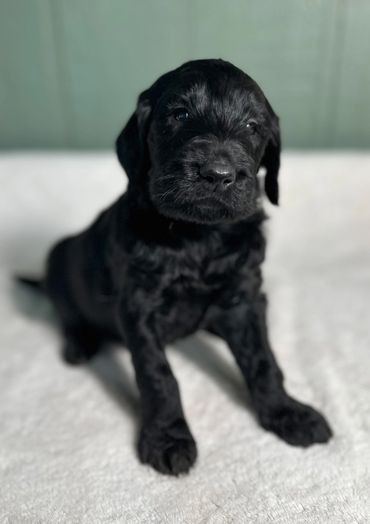 Goldendoodle puppy golden doodle 