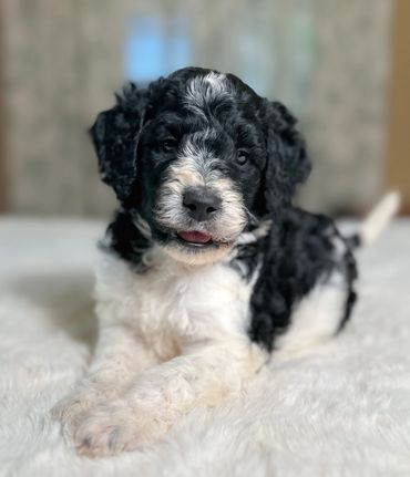 Goldendoodle puppy golden doodle