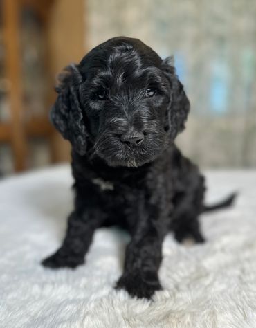 Goldendoodle puppy golden doodle