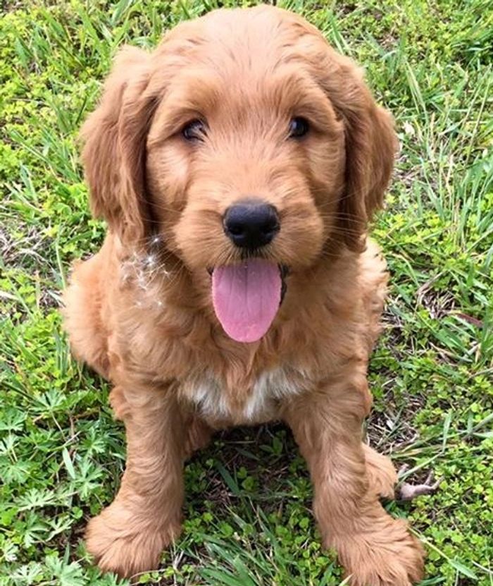 Golden Ridge Goldens Goldendoodle, Puppies, Golden Retriever