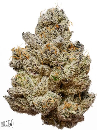 Close-up of a frosty, dense cannabis bud covered in trichomes and orange hairs.