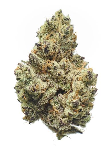 Close-up of a dense cannabis bud covered in trichomes and orange hairs.