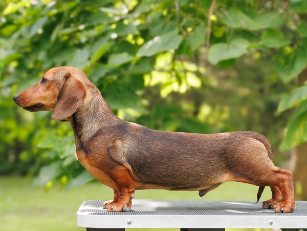 A brown dachshund dog standing on a table outdoors.