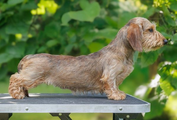 A wire-haired dachshund standing on a grooming table outdoors.