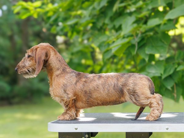 A wire-haired dachshund stands on a table outdoors with green foliage background.