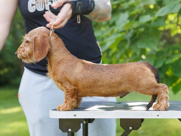 A wire-haired dachshund dog standing on a grooming table outdoors.