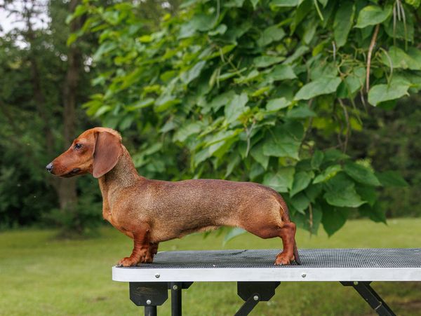 A brown dachshund standing on a table outdoors with greenery in the background.