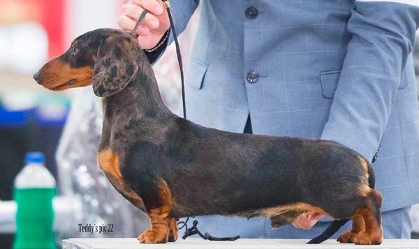 A dachshund dog being presented at a dog show.