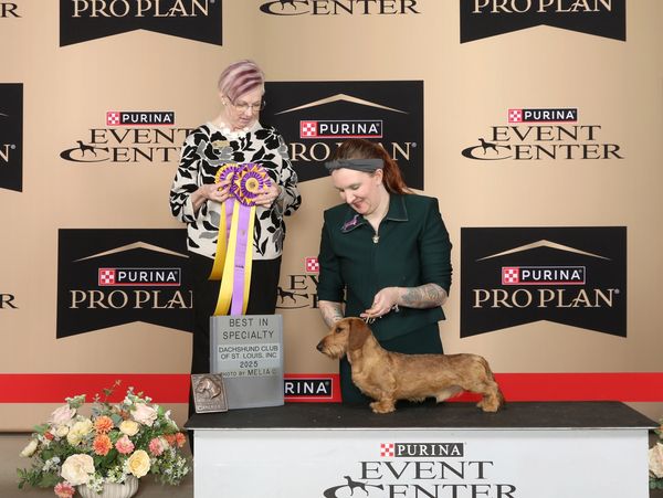 Woman presenting a dachshund winning award ribbons at a dog show.