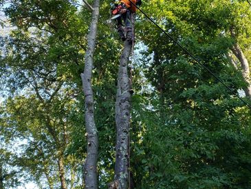 Tree pruning and removal 