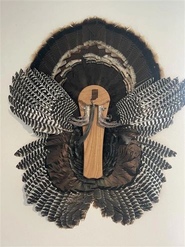 Turkey Fan and Wing Mount