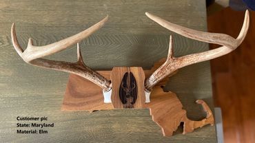 Maryland State Shaped Deer Antler Mount