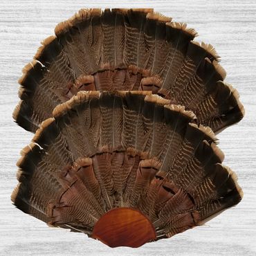 Double Turkey Tail Mount