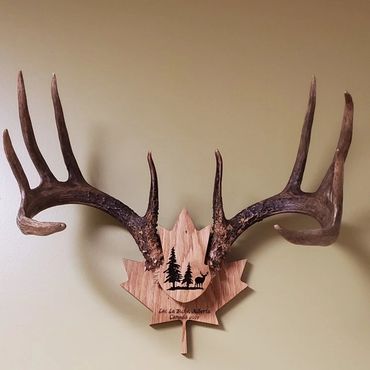 Deer Antler Mount-Maple leaf shape