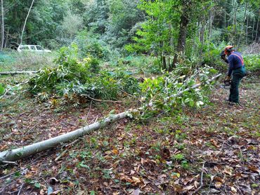 Coppiced sweet chestnut being processed