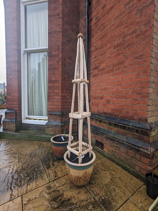 Garden obelisk for climbing rose