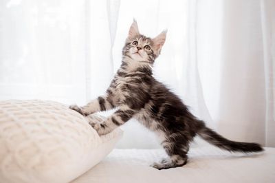 A playful Maine Coon kitten standing on a soft cushion near a bright window.