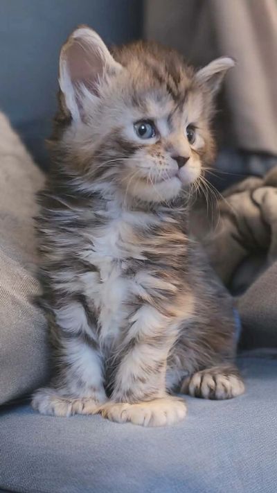 Fluffy brown tabby Maine Coon kitten sitting upright on a blue couch, looking off to the side.