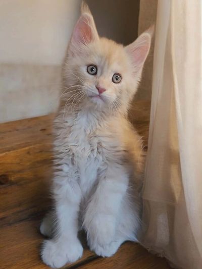 Cream-colored Maine Coon kitten sitting by a sheer curtain on a wooden floor.