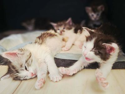 A pile of newborn Maine Coon kittens cuddled together.
