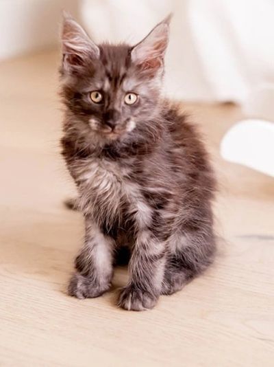 A fluffy dark Maine Coon kitten sitting upright on a light wooden floor