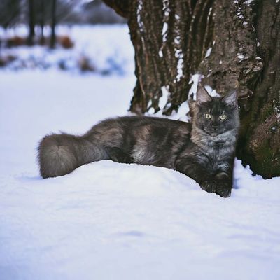 A black smoke Maine Coon cat resting in fresh snow beside a tree.