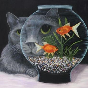 A beautiful Grey Russian Blue long haired cat is looking intensely into a round goldfish bowl. He has a magnified eye and face as he stares at the fish. The goldfish look startled as they swim above the many colorful little pebbles.