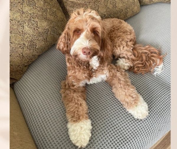 Mable the Labradoodle lounging around in the salon. 