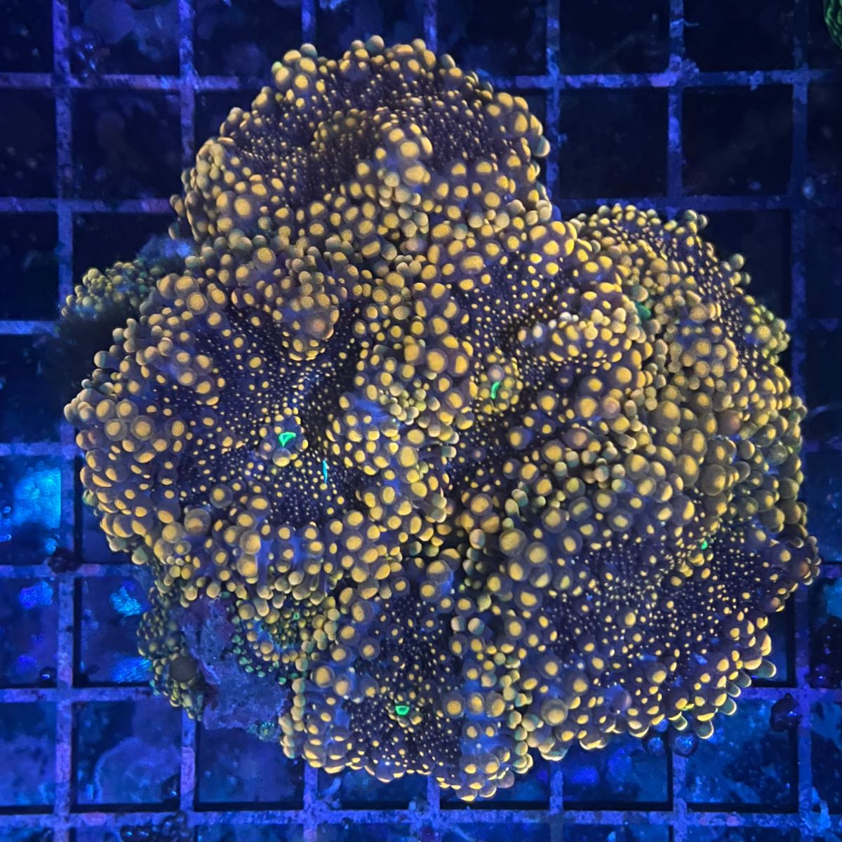 Ultra Orange Ricordea Yuma Mushroom