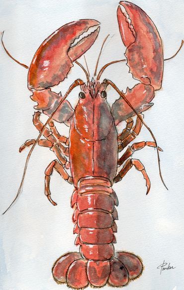 Watercolor Painting of a Maine Lobster