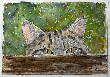 Peeking Kitty
