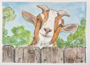 Cute goat peering over a fence. 