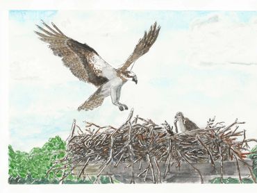 An osprey returning to its nest with chicks inside.