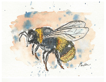 Watercolor painting of a bee with detailed wings and fuzzy body.