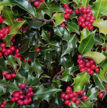 Close-up of holly leaves with bright red berries.