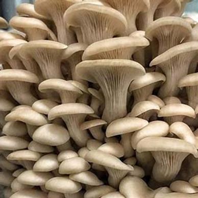 Cluster of fresh oyster mushrooms with smooth caps and gills.